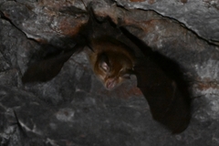Rhinolophus pusillus