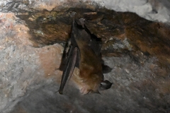 Rhinolophus pusillus