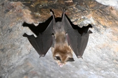 Rhinolophus pusillus