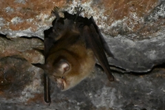 Rhinolophus pusillus