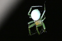 Aoaraneus pentagrammicus