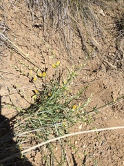 Genista aucheri