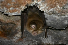 Rhinolophus pusillus