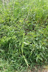 Allium scorodoprasum