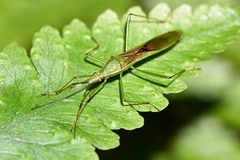 Leptocorisa chinensis