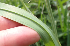 Allium scorodoprasum