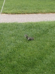 Sciurus carolinensis