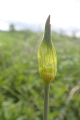 Allium scorodoprasum