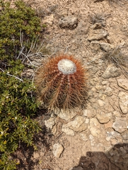Melocactus macracanthos