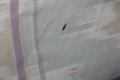 Macrostemum carolina