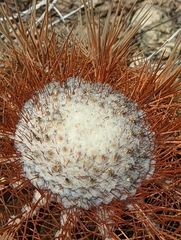 Melocactus macracanthos