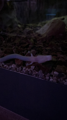 Proteus anguinus