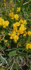 Genista sagittalis