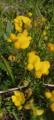 Genista sagittalis