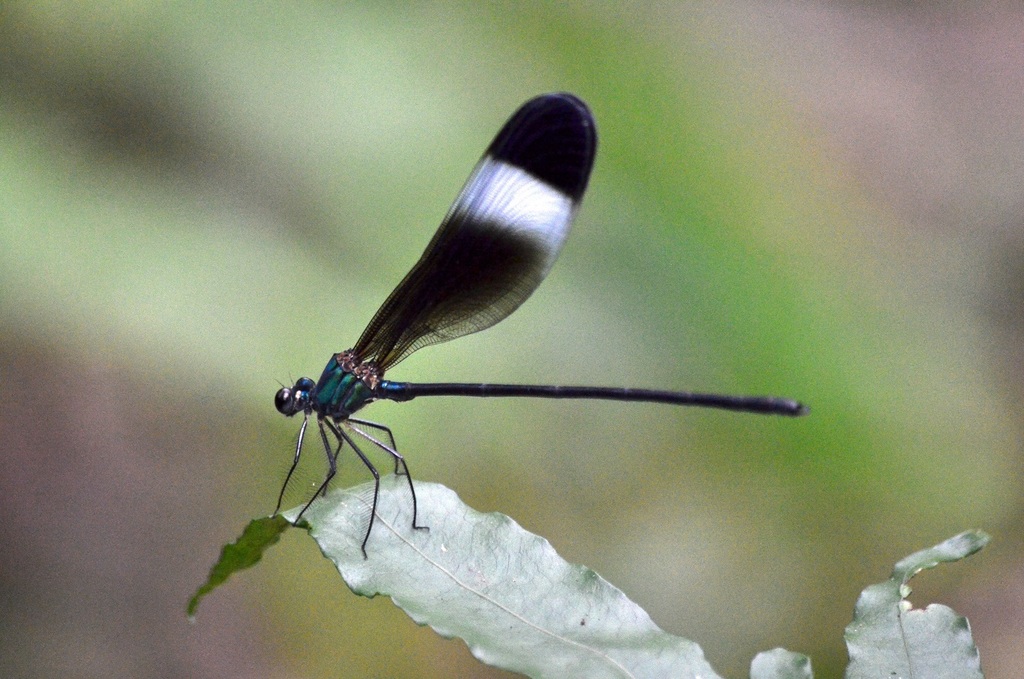 Psolodesmus mandarinus