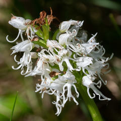 Orchis simia simia