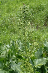 Rumex confertus