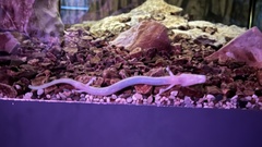 Proteus anguinus