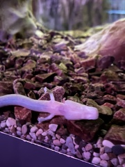 Proteus anguinus