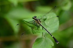 Leptogomphus sauteri formosanus