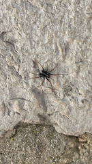 Trachyzelotes pedestris