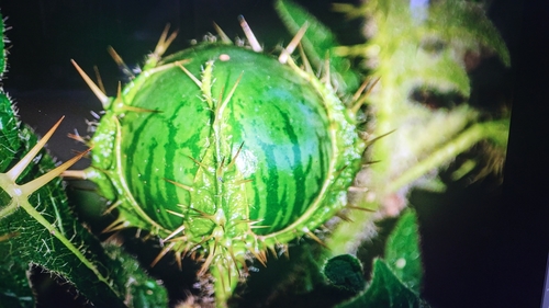 Cucumis myriocarpus subsp. myriocarpus image