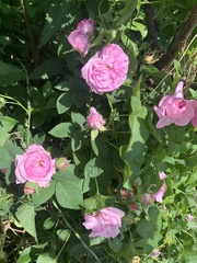 Rosa