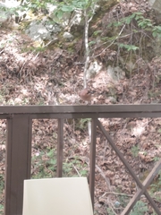 Garrulus glandarius glaszneri