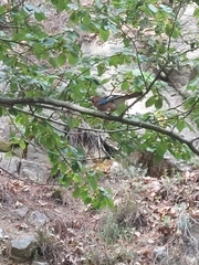 Garrulus glandarius glaszneri