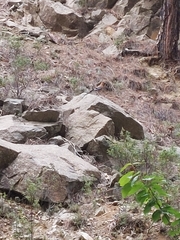 Garrulus glandarius glaszneri