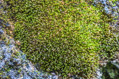 Gymnostomum aeruginosum