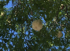 Ceiba speciosa