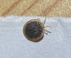 Argas vespertilionis