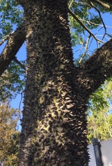 Ceiba speciosa