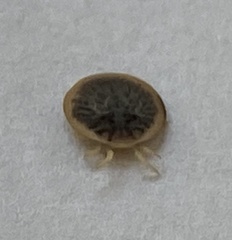 Argas vespertilionis