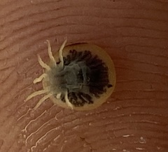 Argas vespertilionis