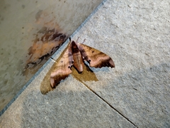 Marumba gaschkewitschii