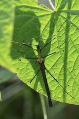 Pseudophasma bispinosum