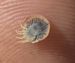 Argas vespertilionis