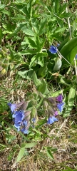 Pulmonaria australis