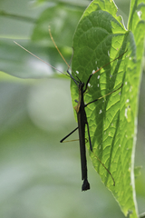 Pseudophasma bispinosum