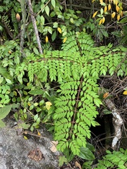 Caesalpinia vernalis