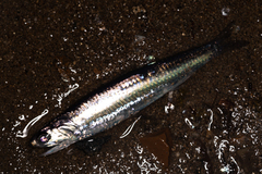 Engraulis japonicus