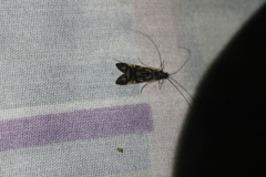 Macrostemum carolina