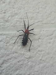 Cosmoclopius poecilus