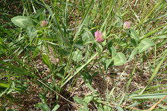 Trifolium pratense