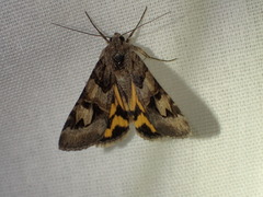 Drasteria adumbrata