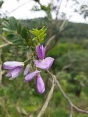 Mundulea sericea