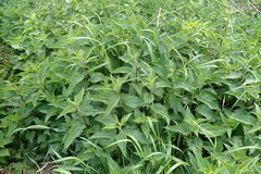Urtica dioica