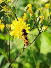 Episyrphus balteatus